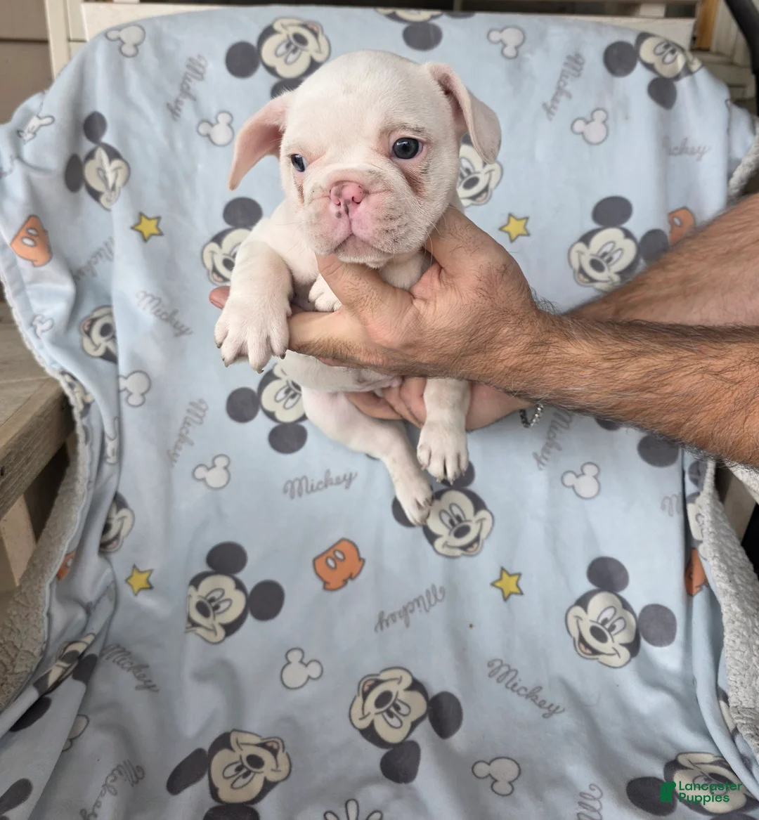 French Bulldog dogs for sale: Jack  - Ad 1