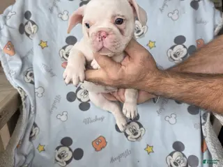 French Bulldog dogs for sale: Jack - Ad 2