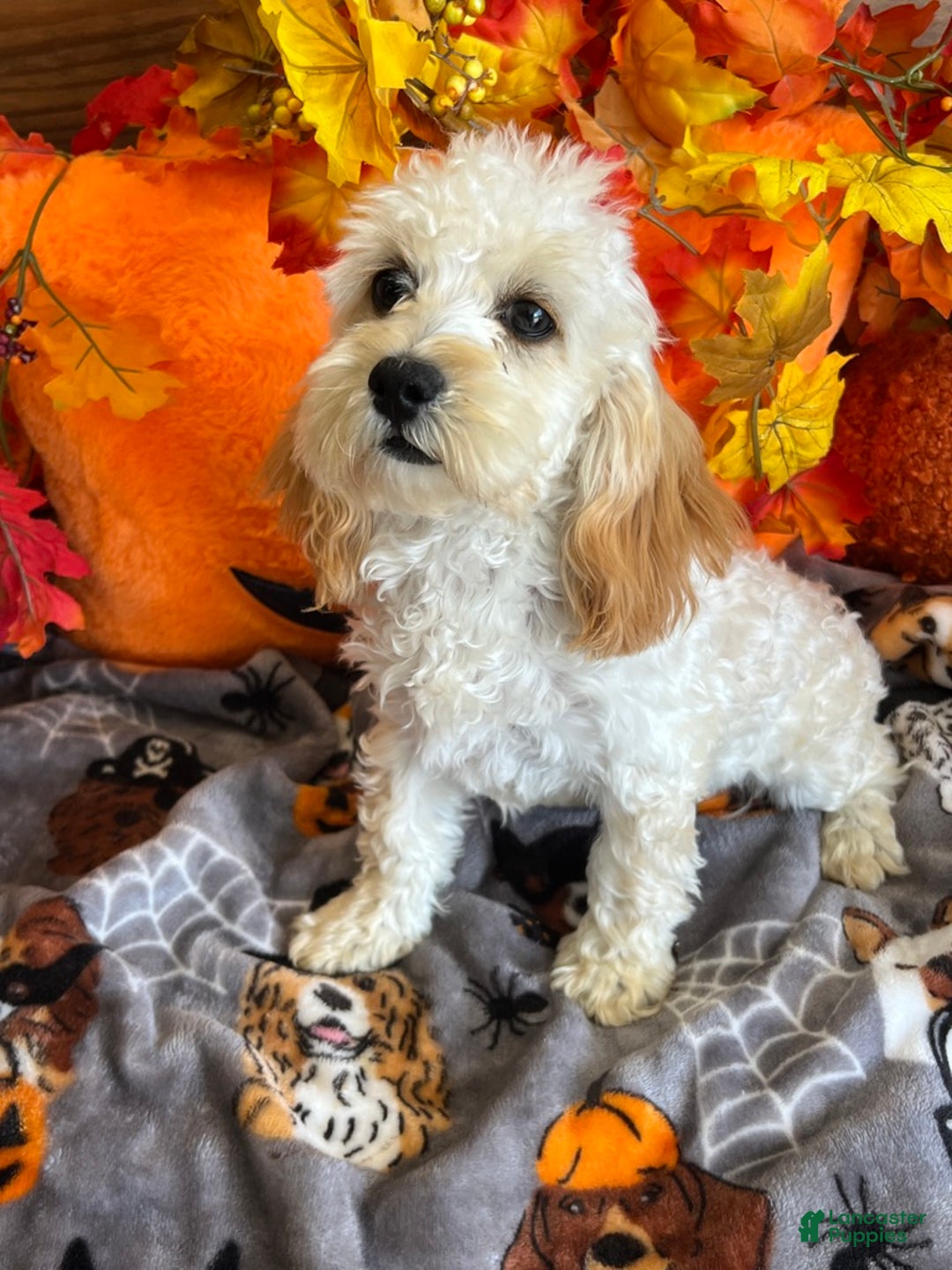 Cockapoo dogs for sale: Frann - Ad 2