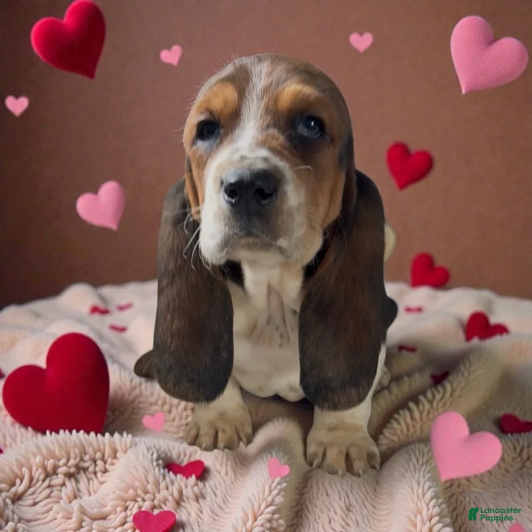 Basset Hound dogs for sale: Blanch - Ad 1