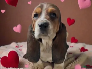 Basset Hound dogs Blanch - Ad 12