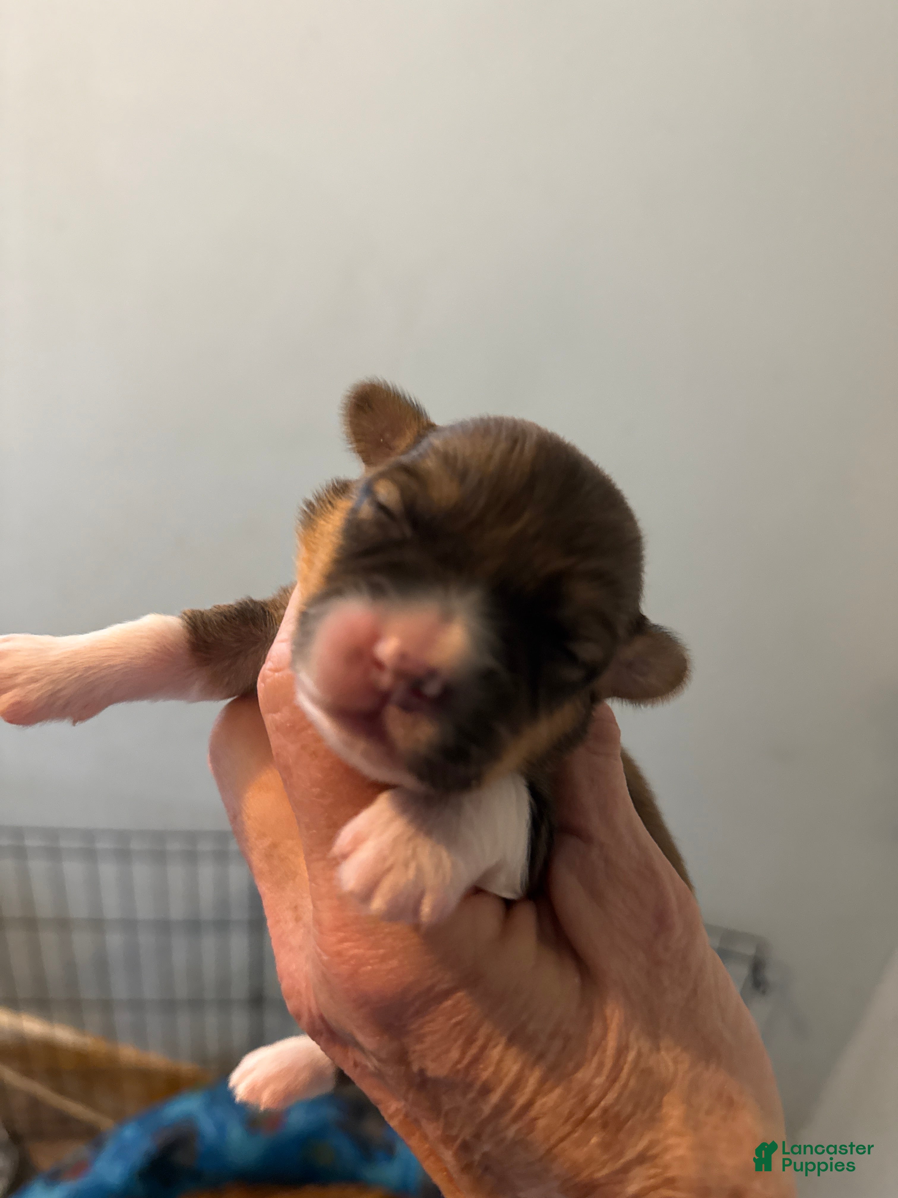 Welsh Corgi Pembroke dogs Welsh Corgi Pembroke Puppy 7 - Ad 13