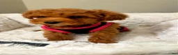 Toy Poodle dogs for sale: Zara  - Ad 3