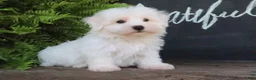Maltese dogs for sale: Ginger - Ad 6