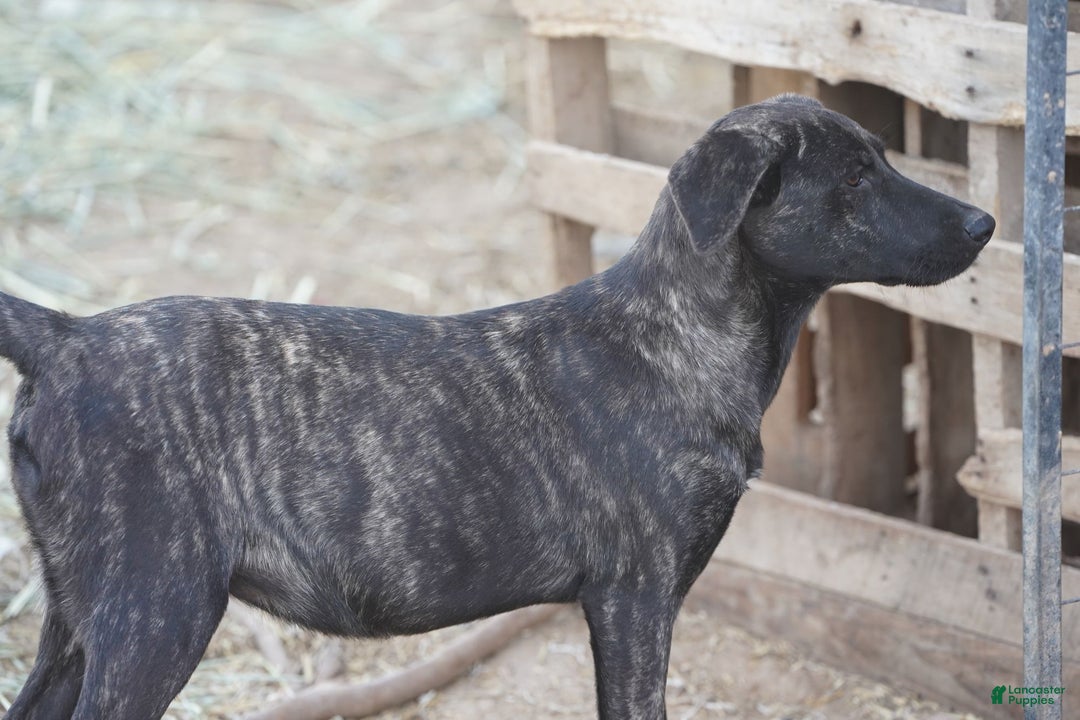 Mixed Breed dogs for sale: Tiger Tiscar Farm Dog - Ad 20