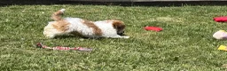 Shih Tzu dogs for sale: Gary  - Ad 6