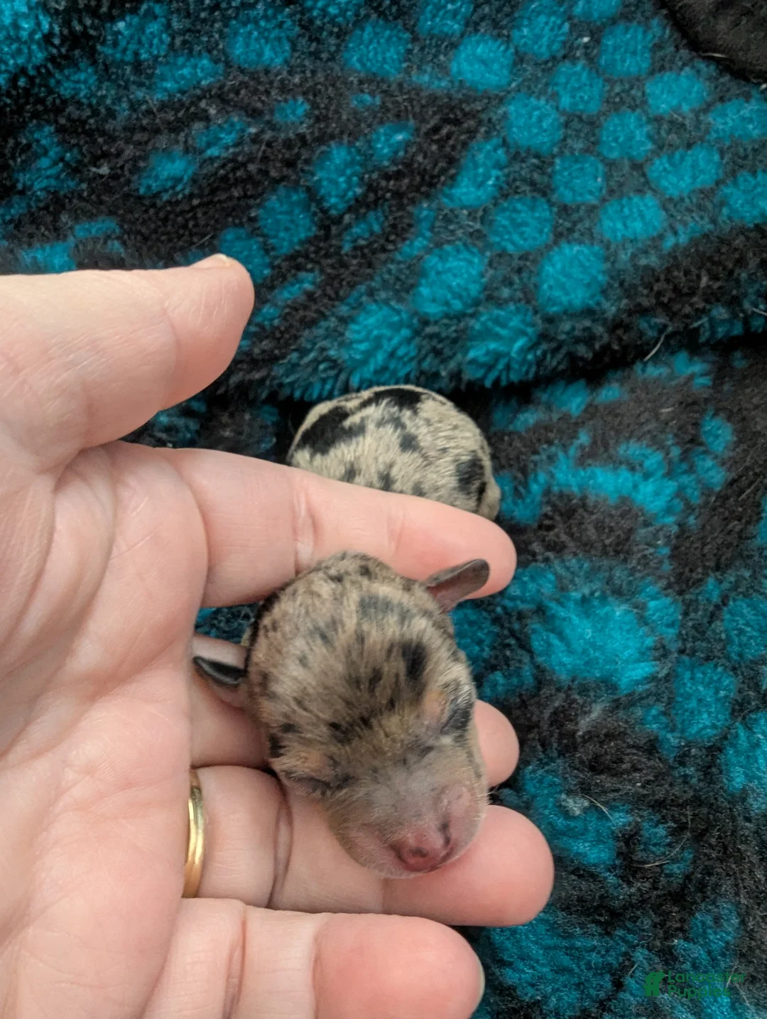 Chihuahua dogs for sale: Sammie - Ad 2