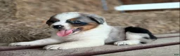 Australian Shepherd dogs for sale: Bear - Ad 10