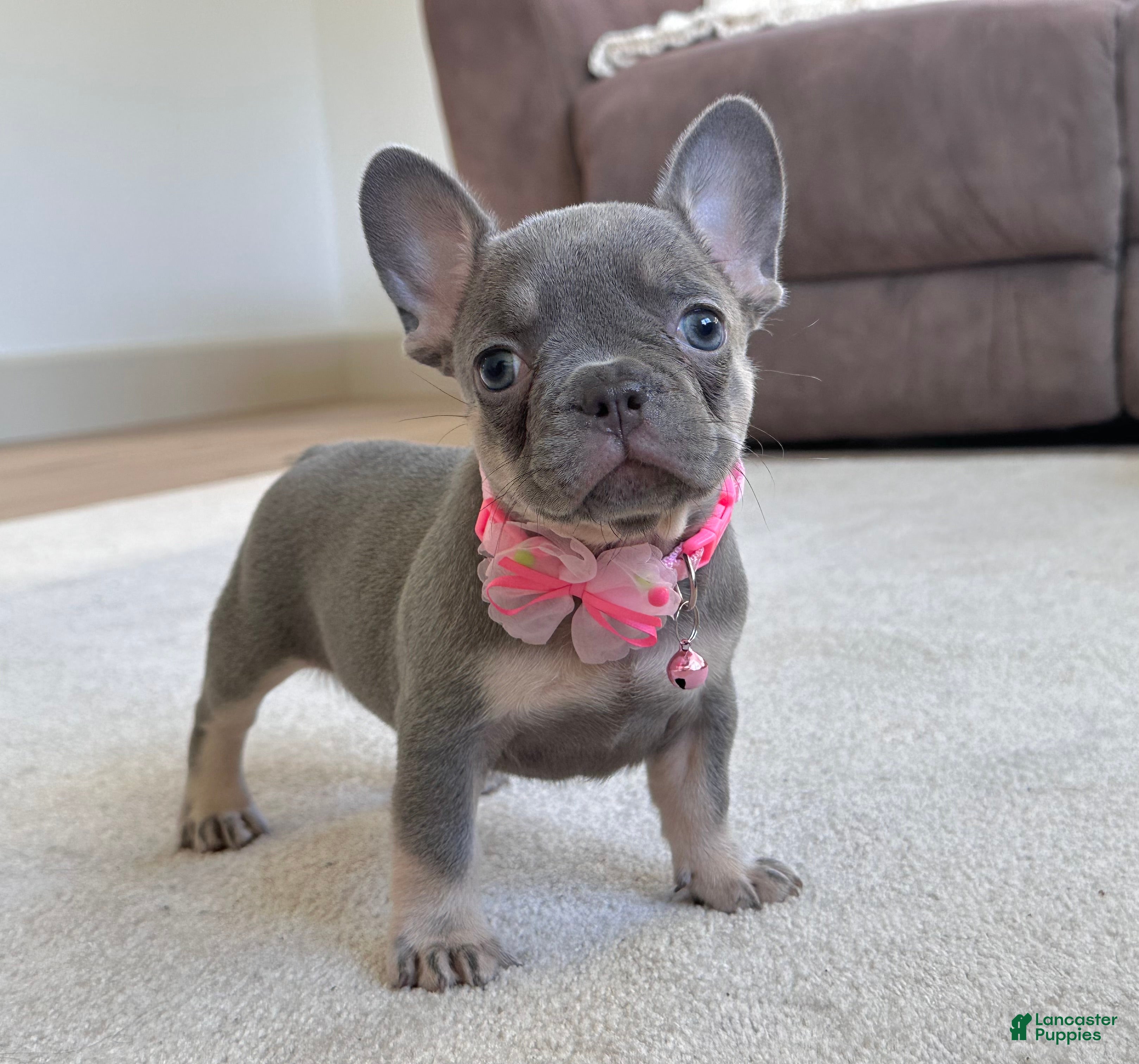 French Bulldog dogs Tasha Video Ad - Ad 2