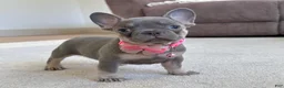 French Bulldog dogs for sale: Tasha Video Ad - Ad 2
