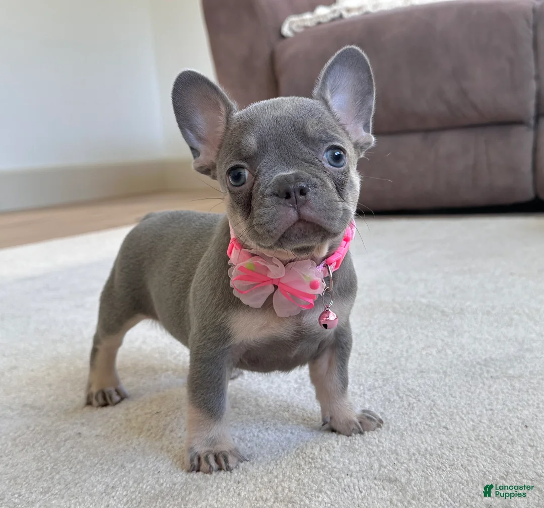 French Bulldog dogs for sale: Tasha Video Ad - Ad 2