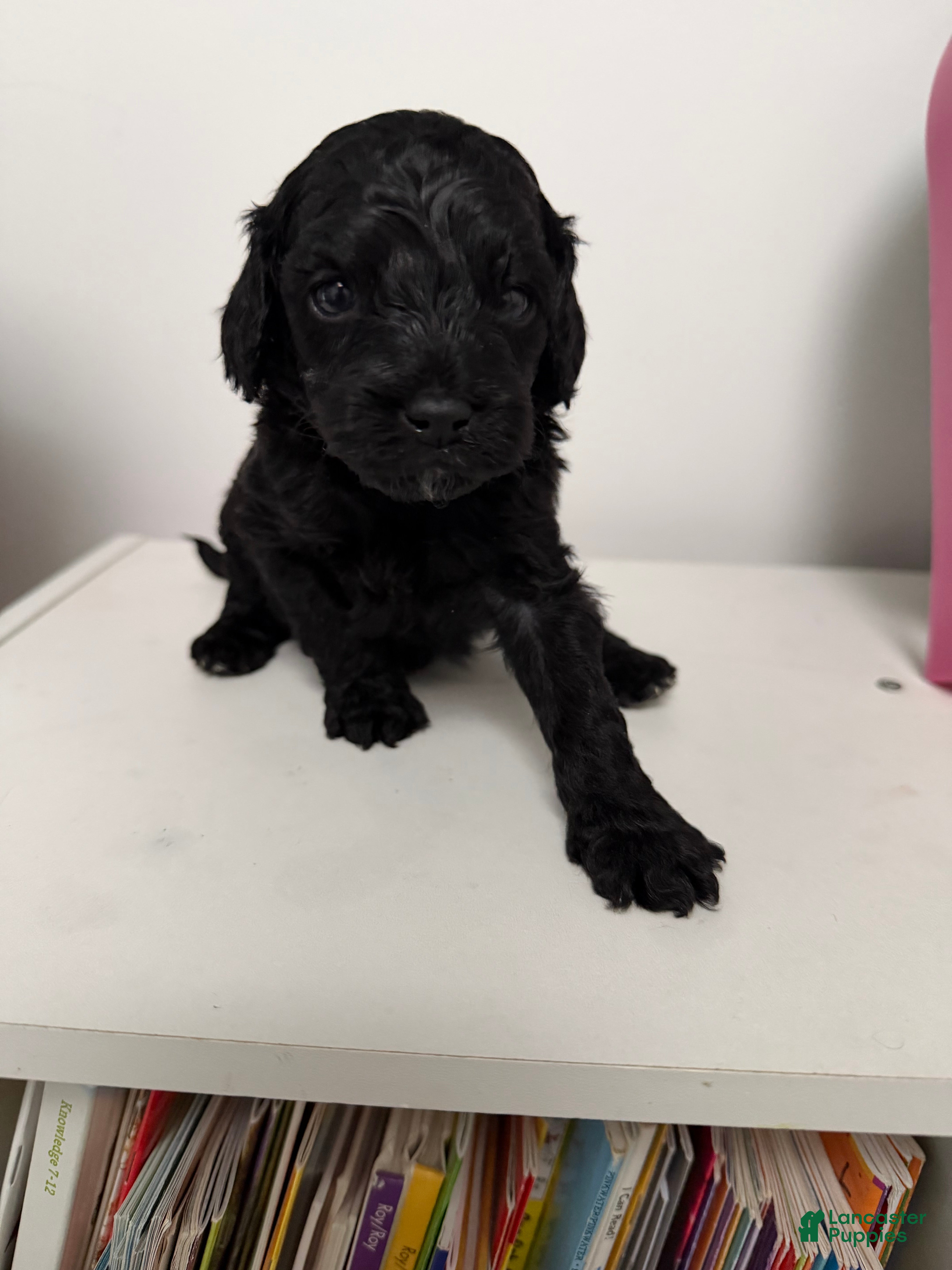 Mixed Breed dogs Magic - Ad 1