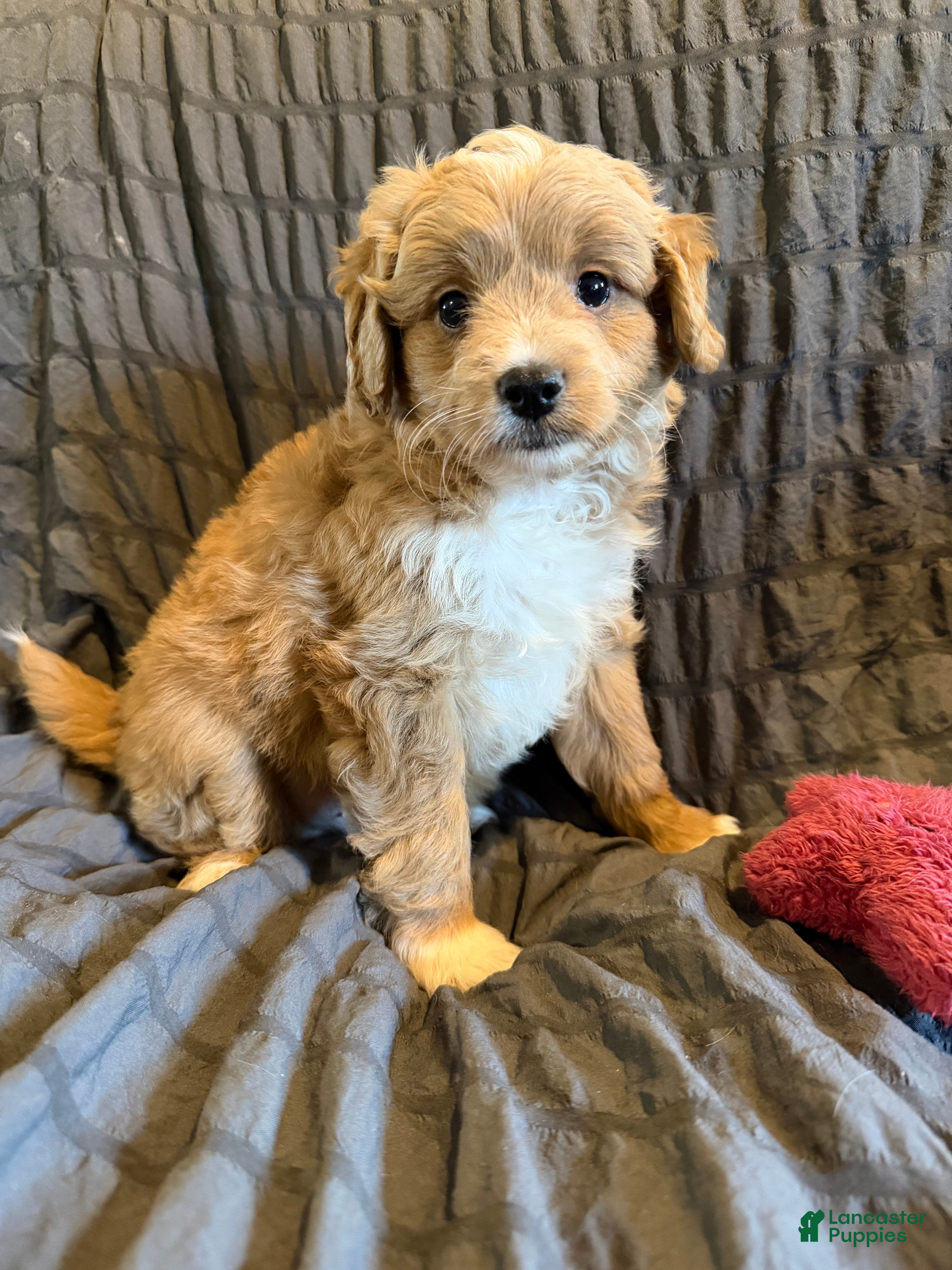 Mini Goldendoodle dogs Mini Goldendoodle Puppy 4 - Ad 1