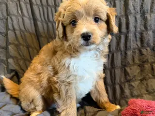 Mini Goldendoodle dogs for sale: Mini Goldendoodle Puppy 4 - Ad 4