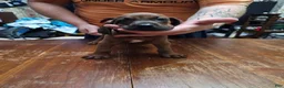Redbone Coonhound dogs for sale: Redbone Coonhound 1(white/brown)) - Ad 3