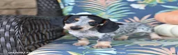 Miniature Dachshund dogs for sale: Happy - Ad 3