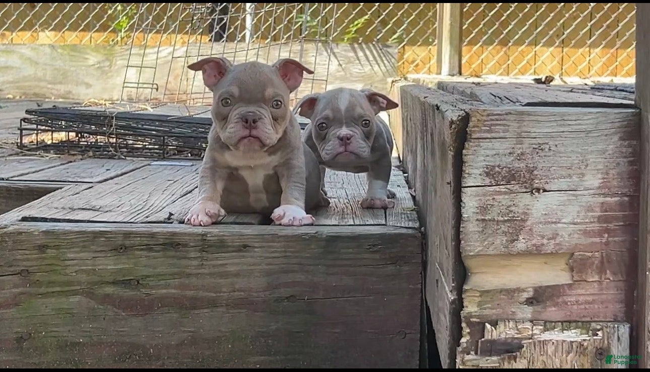 American Bully dogs for sale: Katana  - Ad 4