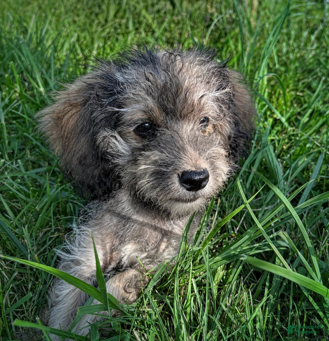 Maltipoo dogs for sale: Goldie - Ad 2