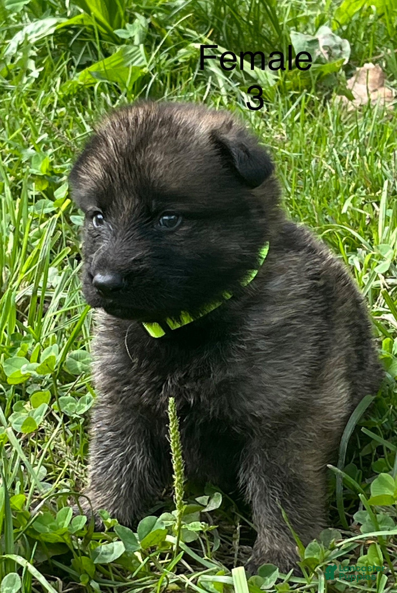 German Shepherd dogs German Shepherd 3 - Ad 2