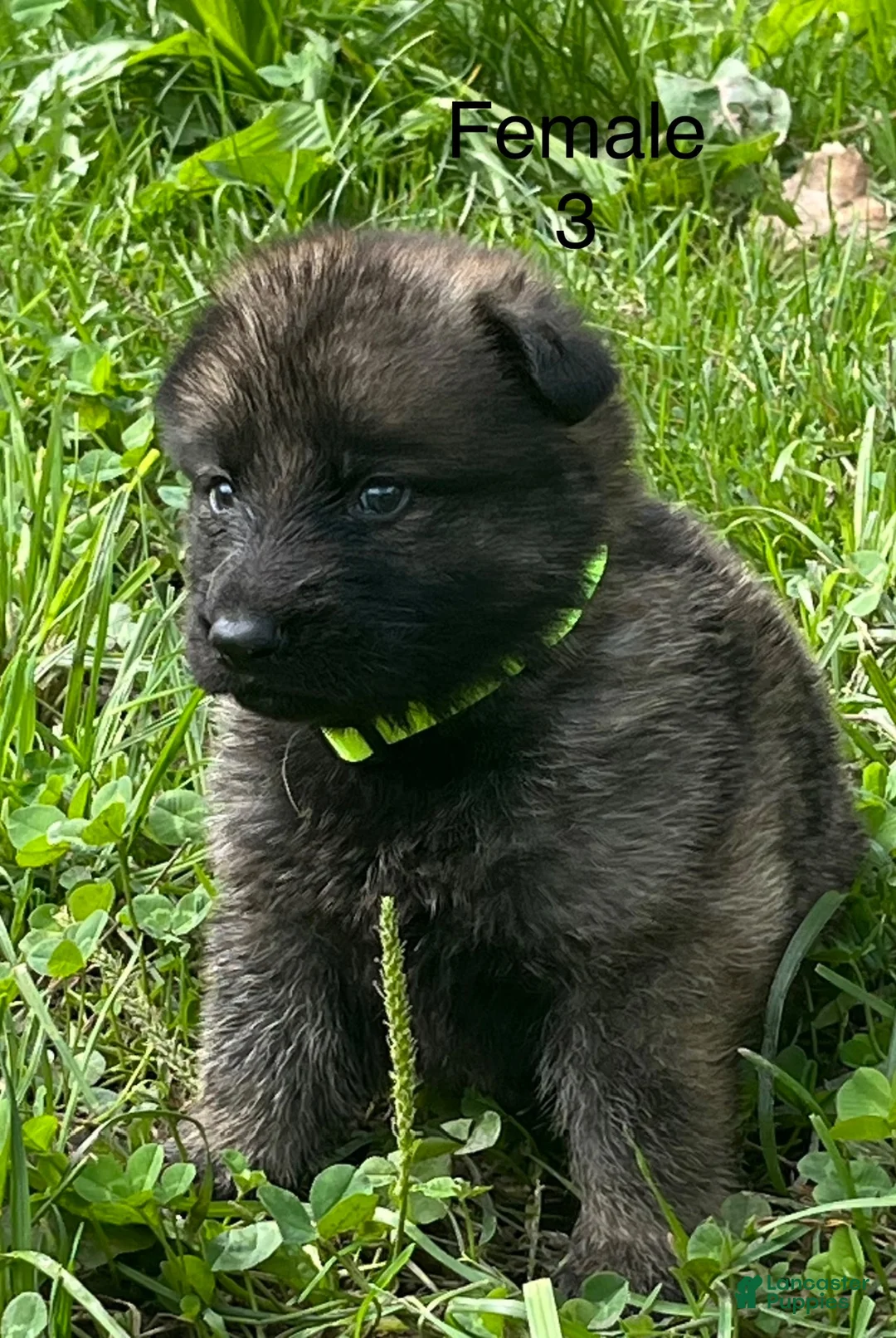 German Shepherd dogs for sale: German Shepherd 3 - Ad 2