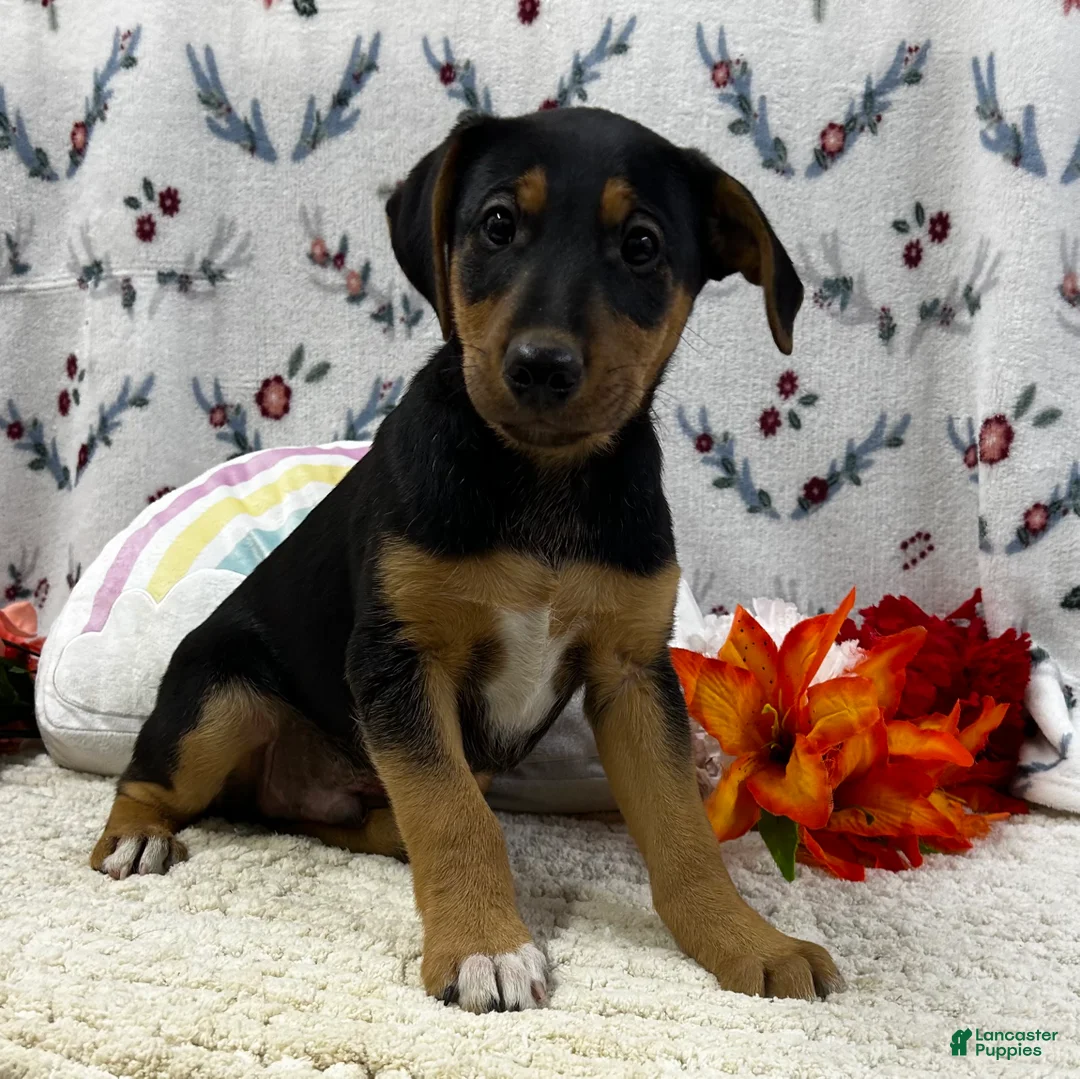 Airedale Terrier dogs for sale: Airedale Terrier Puppy 1 - Ad 2