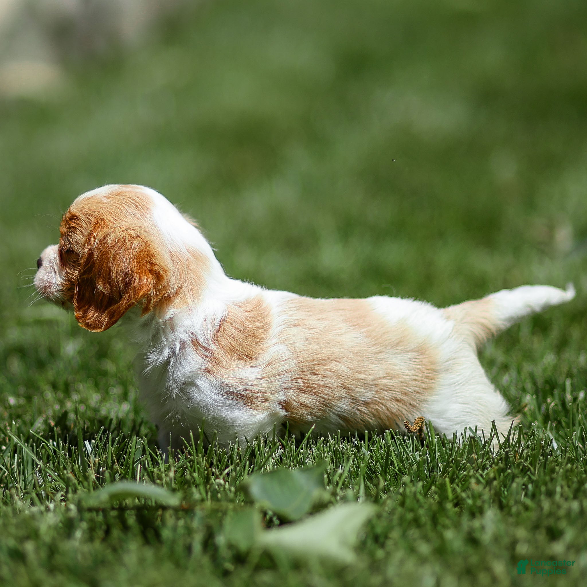 Cavalier King Charles Spaniel dogs Peter Cavalier King Charles Spaniel Puppy  - Ad 2