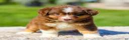 Miniature Australian Shepherd dogs for sale: Harper - Ad 7