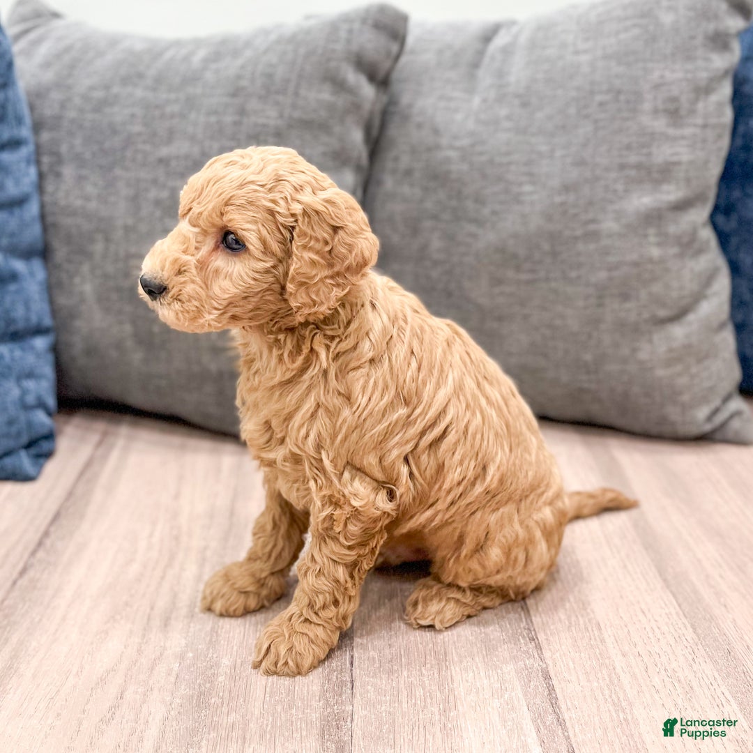 Goldendoodle dogs for sale: Banjo - Ad 5