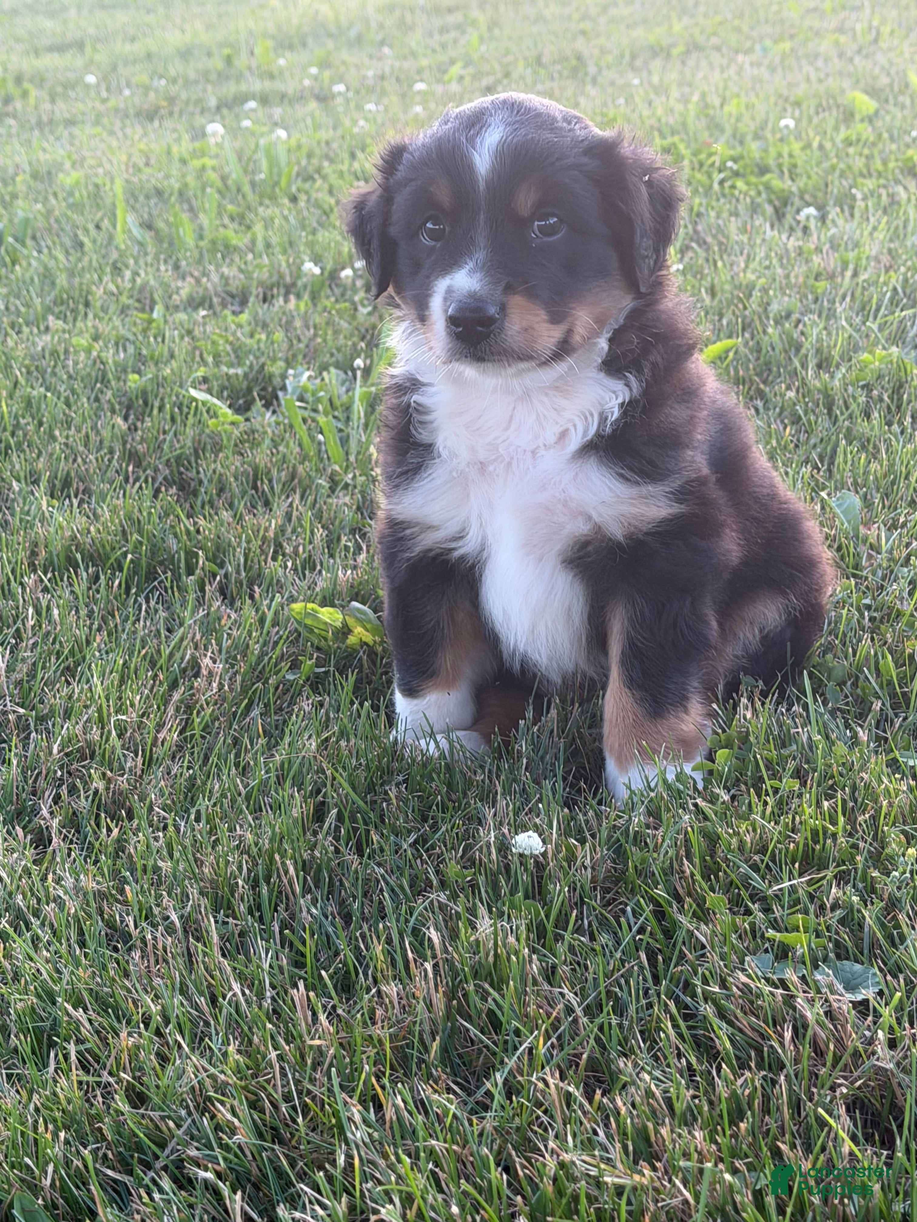 Australian Shepherd dogs Tucker - Ad 1