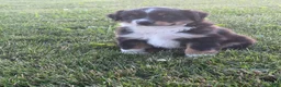 Australian Shepherd dogs for sale: Tucker - Ad 1