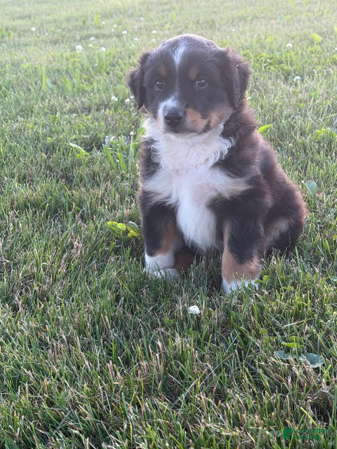 Australian Shepherd dogs for sale: Tucker - Ad 1
