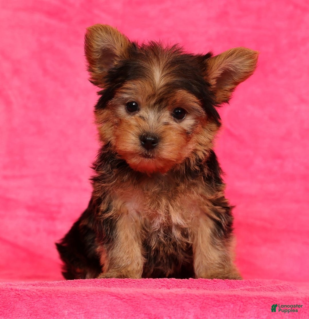 Yorkshire Terrier dogs for sale: Teddy - Ad 5