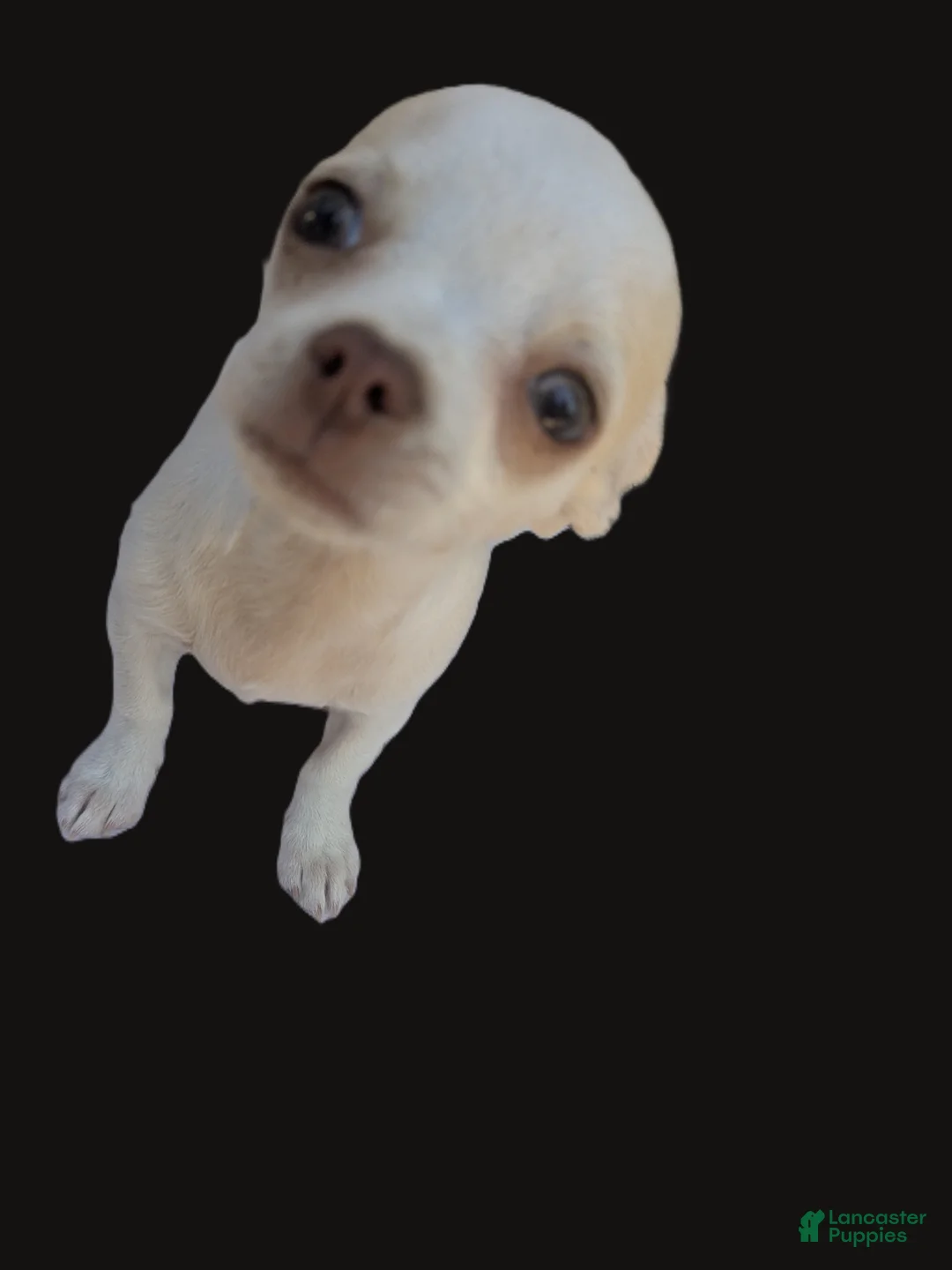 Chihuahua dogs for sale: Full AKC Snow White  - Ad 6