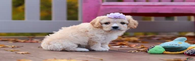 Rosie