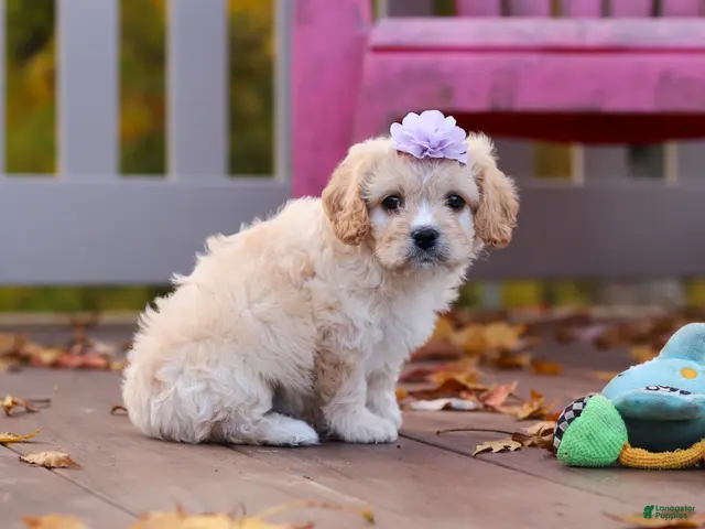 Cavachon dogs for sale: Rosie - Ad 1