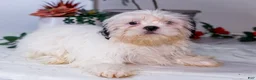 Shih Tzu dogs for sale: Lanetta - Ad 5