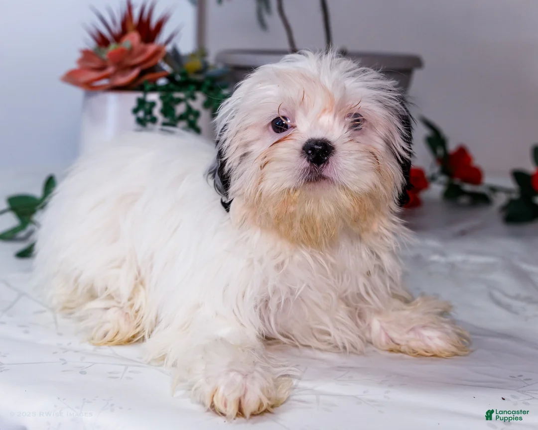 Shih Tzu dogs for sale: Lanetta - Ad 5