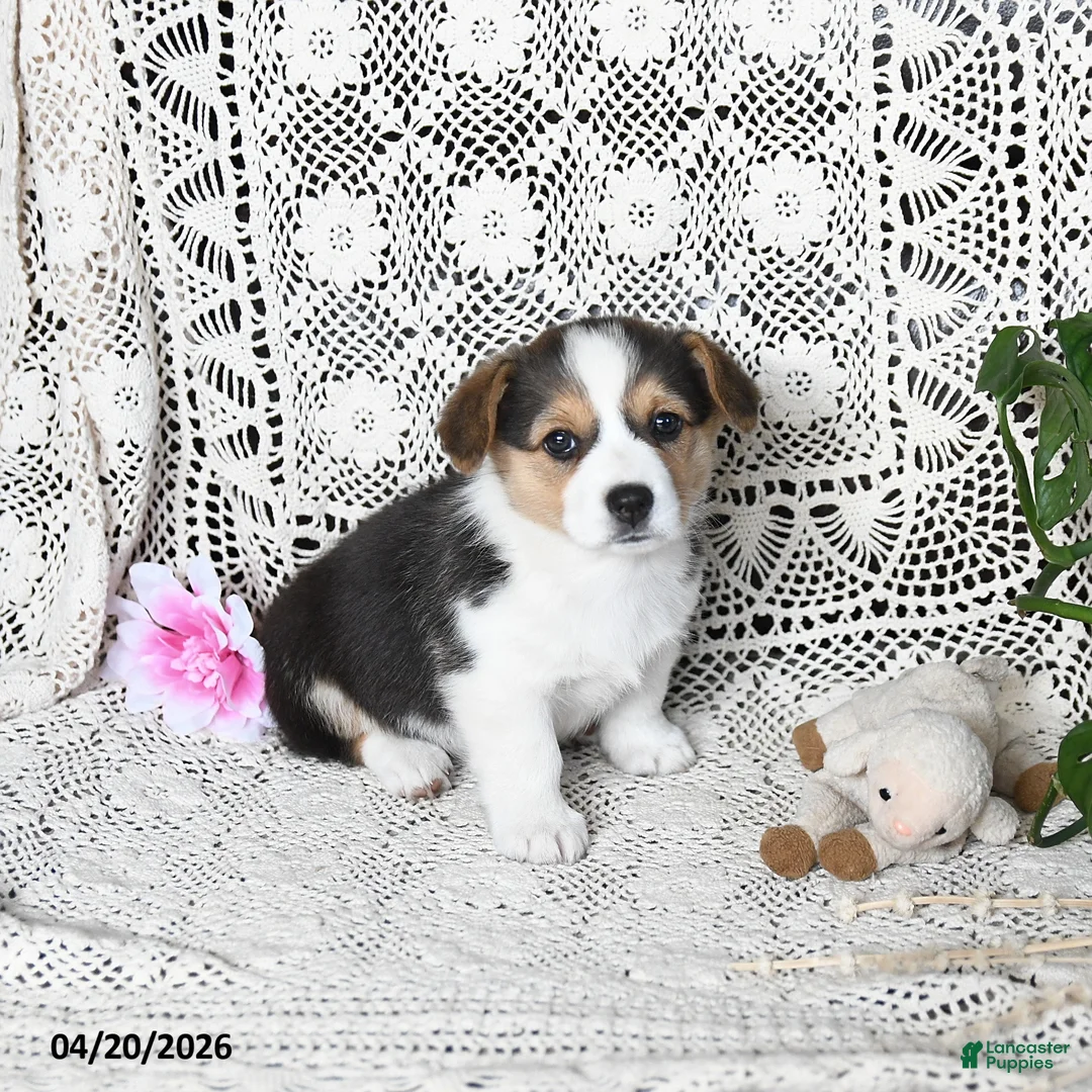 Welsh Corgi Pembroke dogs for sale: Cari  - Ad 1