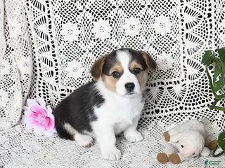 Welsh Corgi Pembroke dogs for sale: Cari - Ad 4