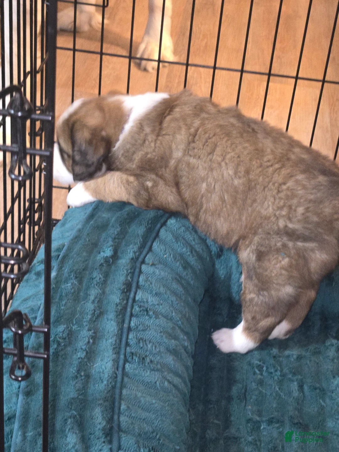 Mixed Breed dogs for sale: Zues - Ad 46