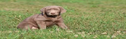 Labrador Retriever dogs for sale: Brick - Ad 3