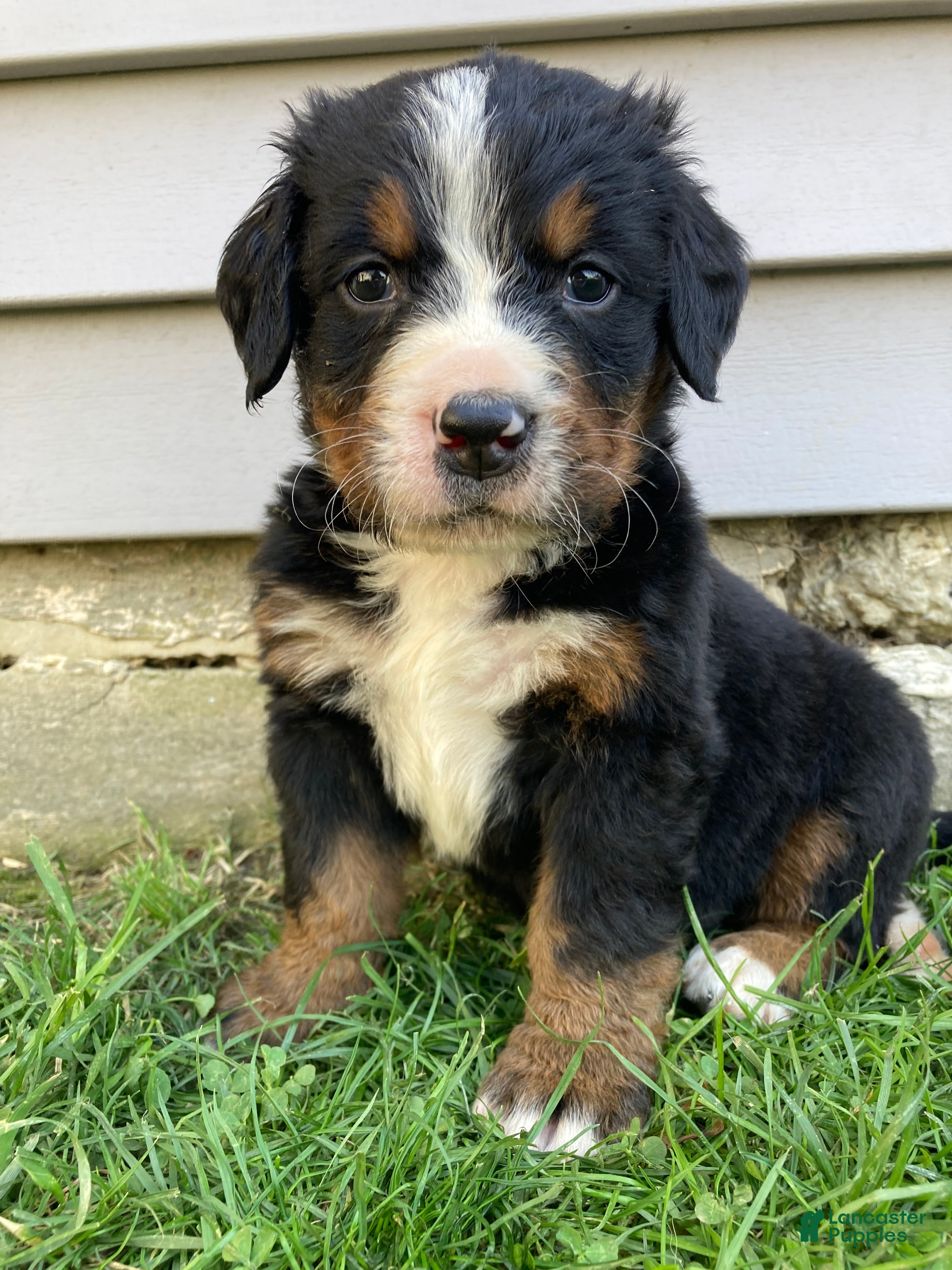 Bernese Mountain Dog dogs for sale: Timmy  - Ad 4