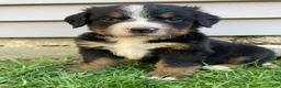 Bernese Mountain Dog dogs for sale: Timmy  - Ad 1