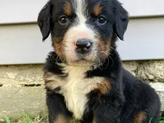 Bernese Mountain Dog dogs for sale: Timmy - Ad 4