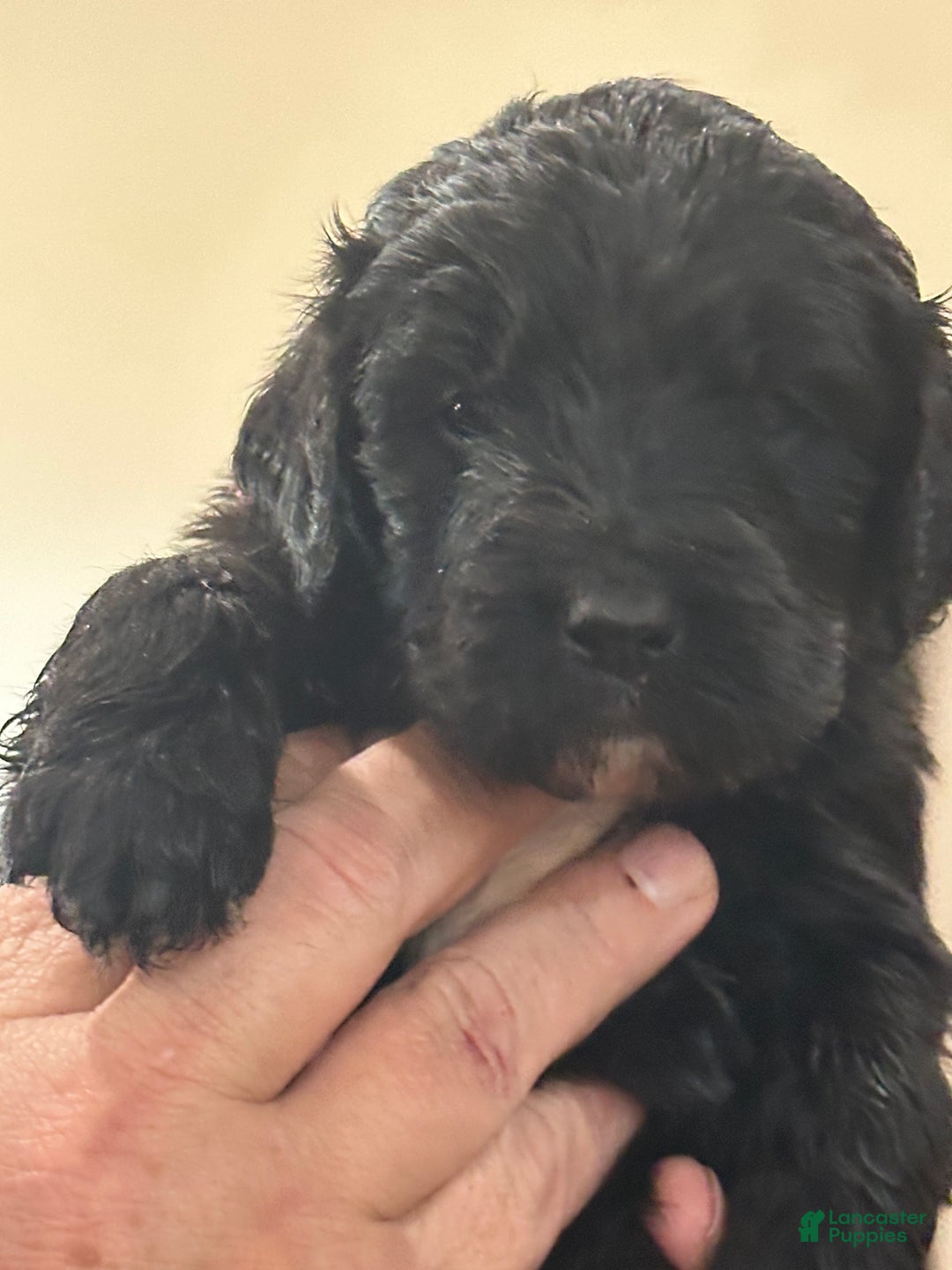 Mixed Breed dogs for sale: female # 3 English Shepherd Doodle - Ad 1