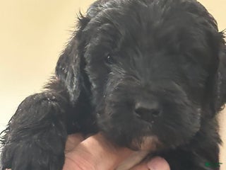 Mixed Breed dogs female # 3 English Shepherd Doodle - Ad 10