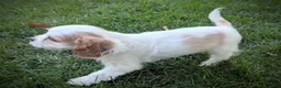 Cavapoo dogs for sale: Mr Colby - Ad 4
