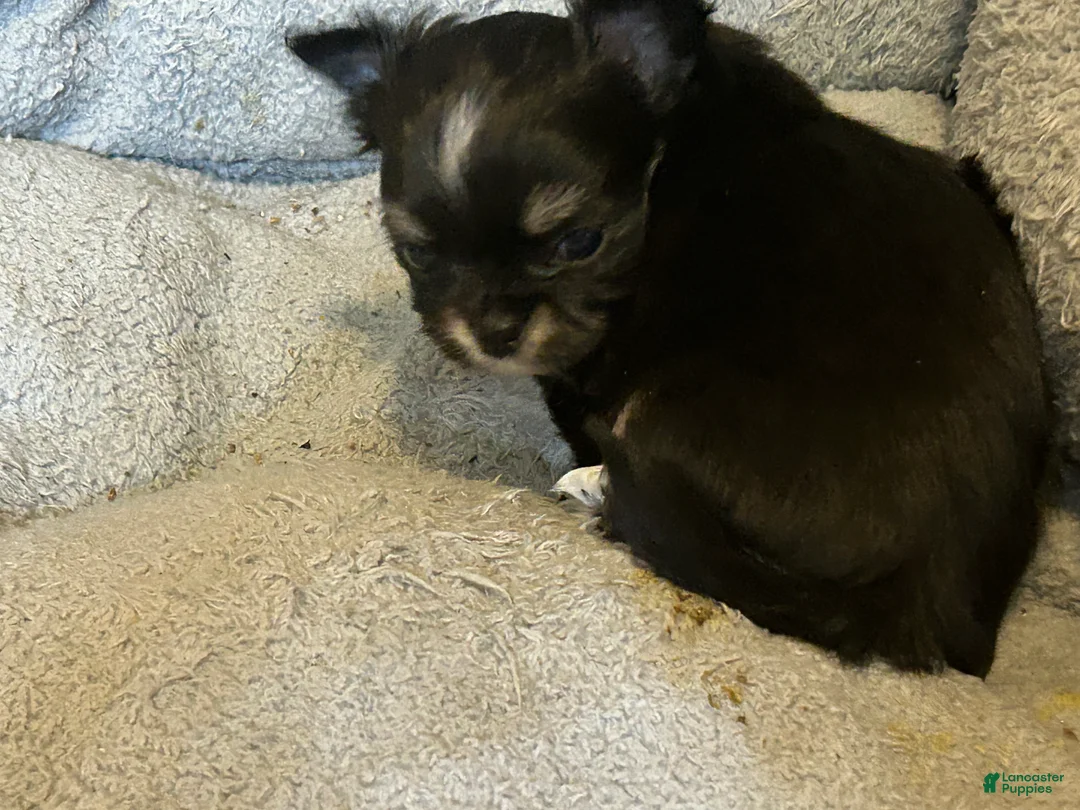 Chihuahua dogs for sale: Chihuahua Puppy 1 - Ad 5