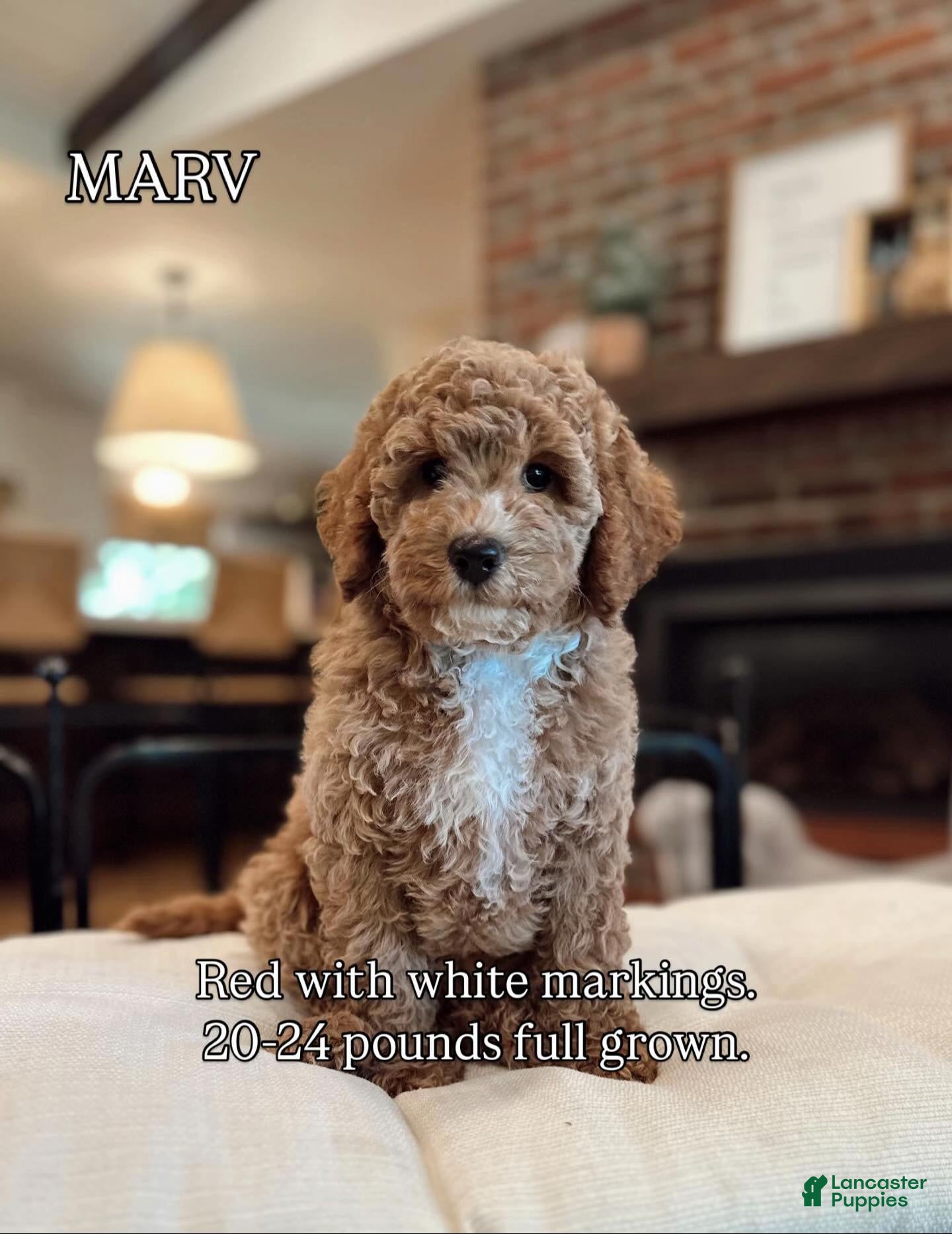 Goldendoodle dogs Goldendoodle 4 - Ad 41