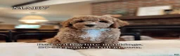 Goldendoodle dogs for sale: Goldendoodle 4 - Ad 1